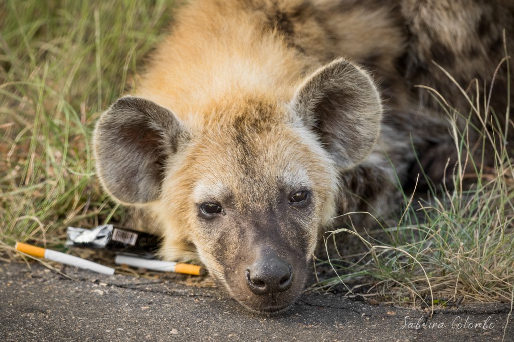 Hyena with Cigarettes