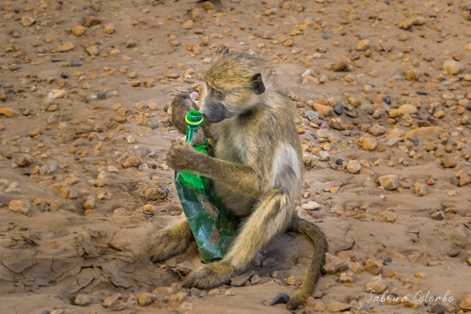 Baboon with plastic bottle