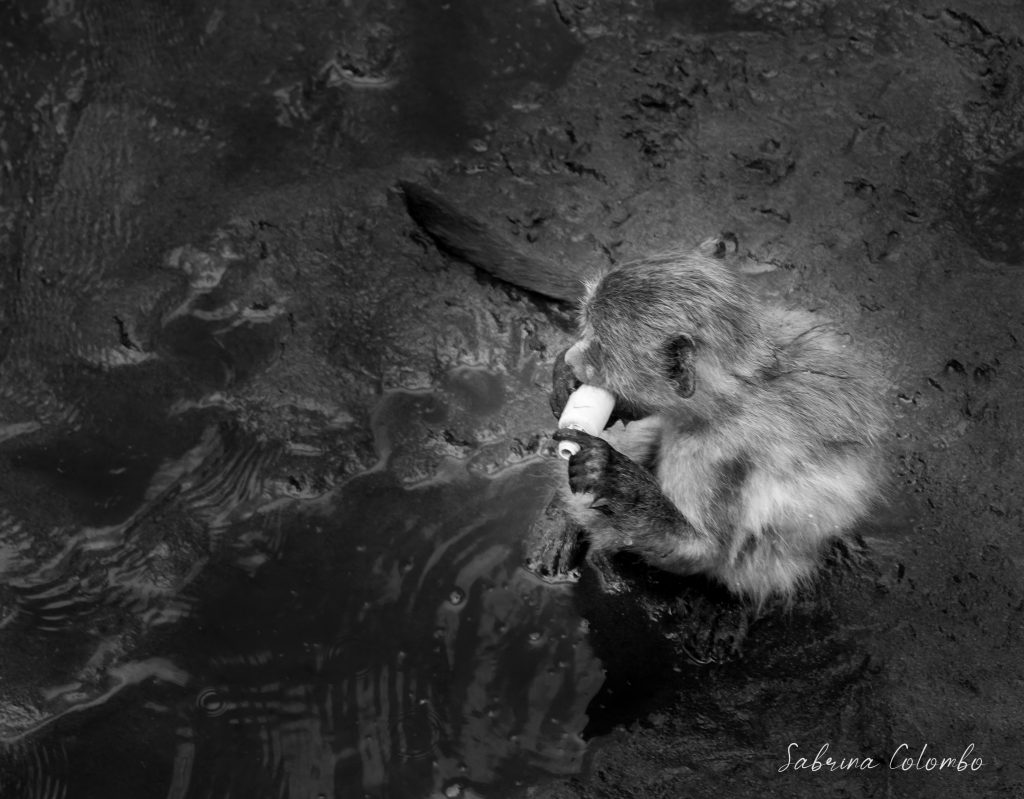 Baboon with plastic bottle BW