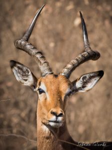 Impala male portrait