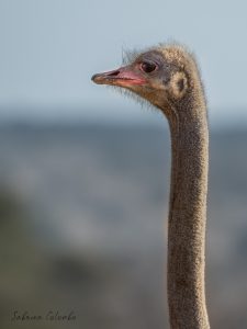 Ostrich female neck